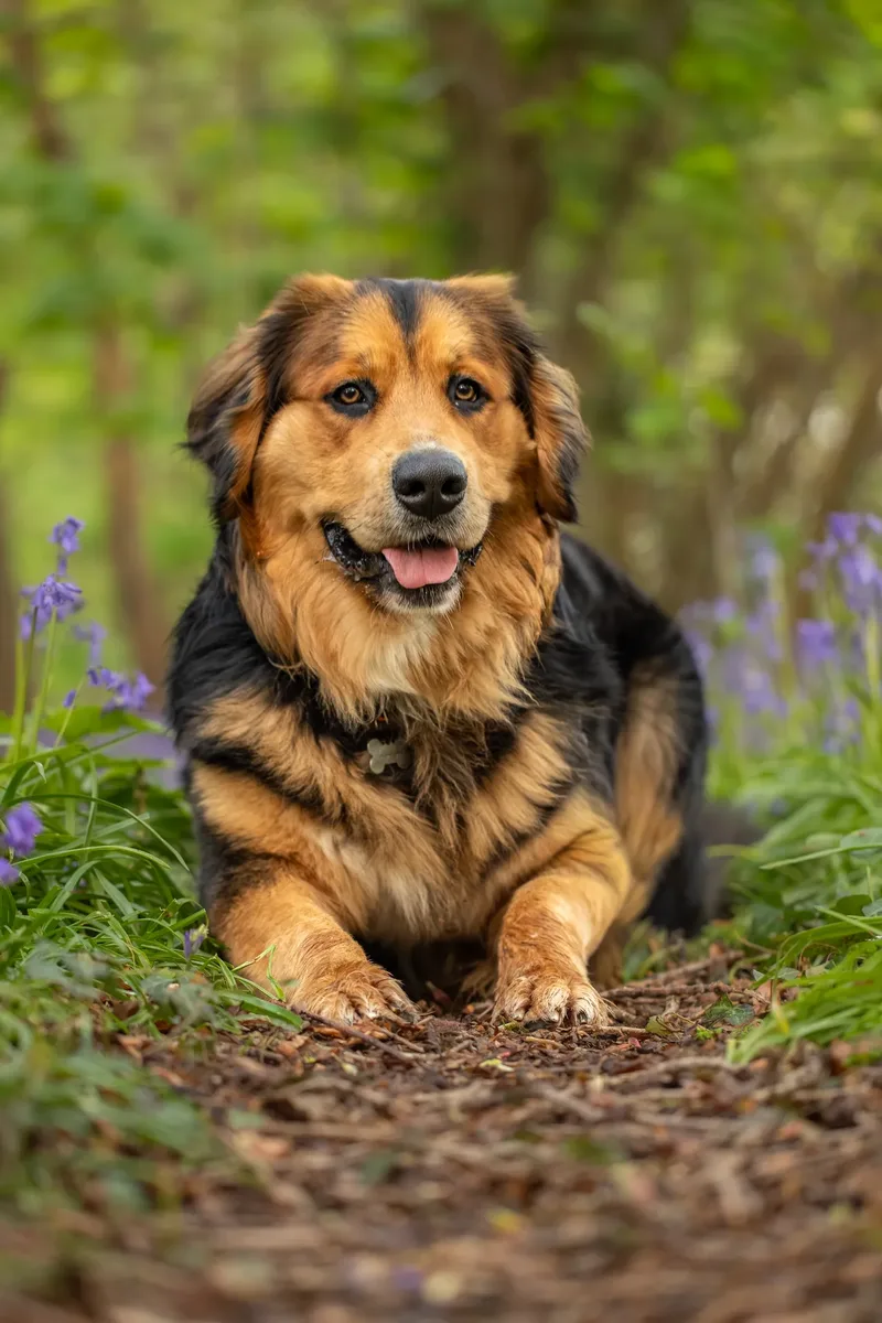 Finn the golden mountain dog (9 of 13)
