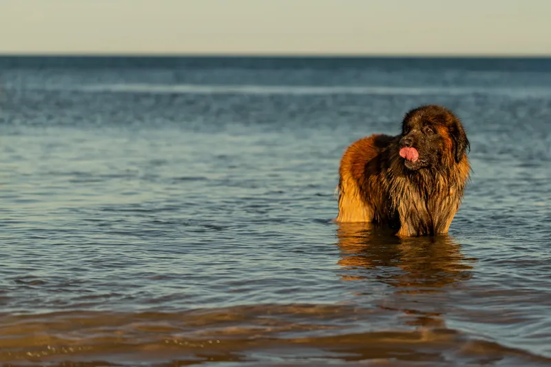 Leonberger Meet Up (37 of 47)