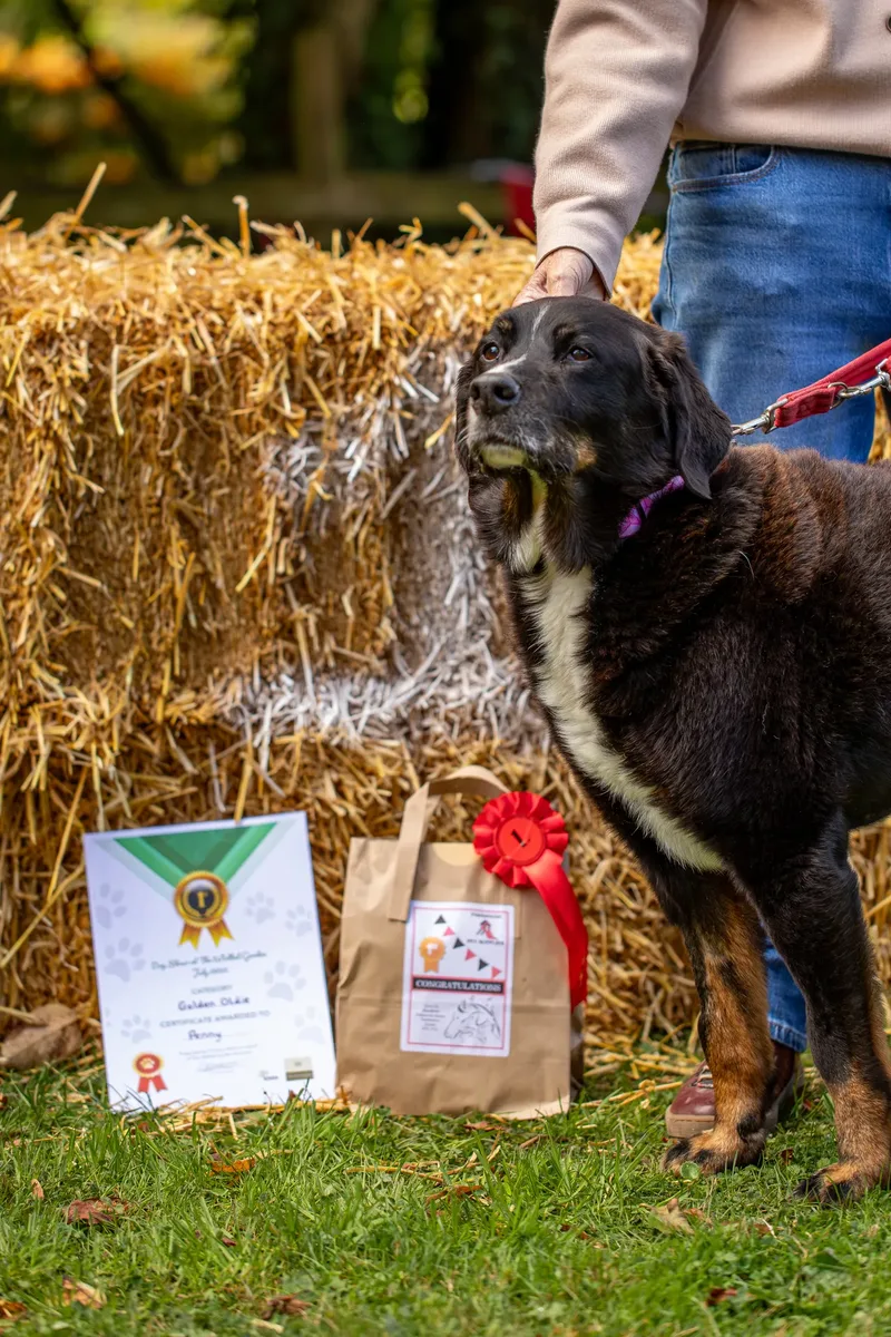 The Walled Garden Moreton – Dog show ceremony (24 of 24)