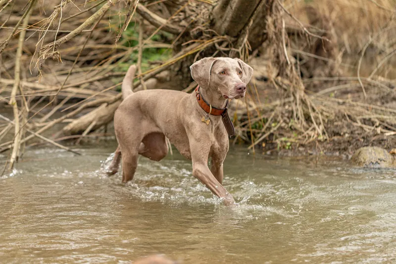 Wimborne Walkies (4 of 24)