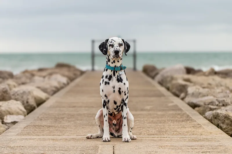 Domino the Dalmation (4 of 24)