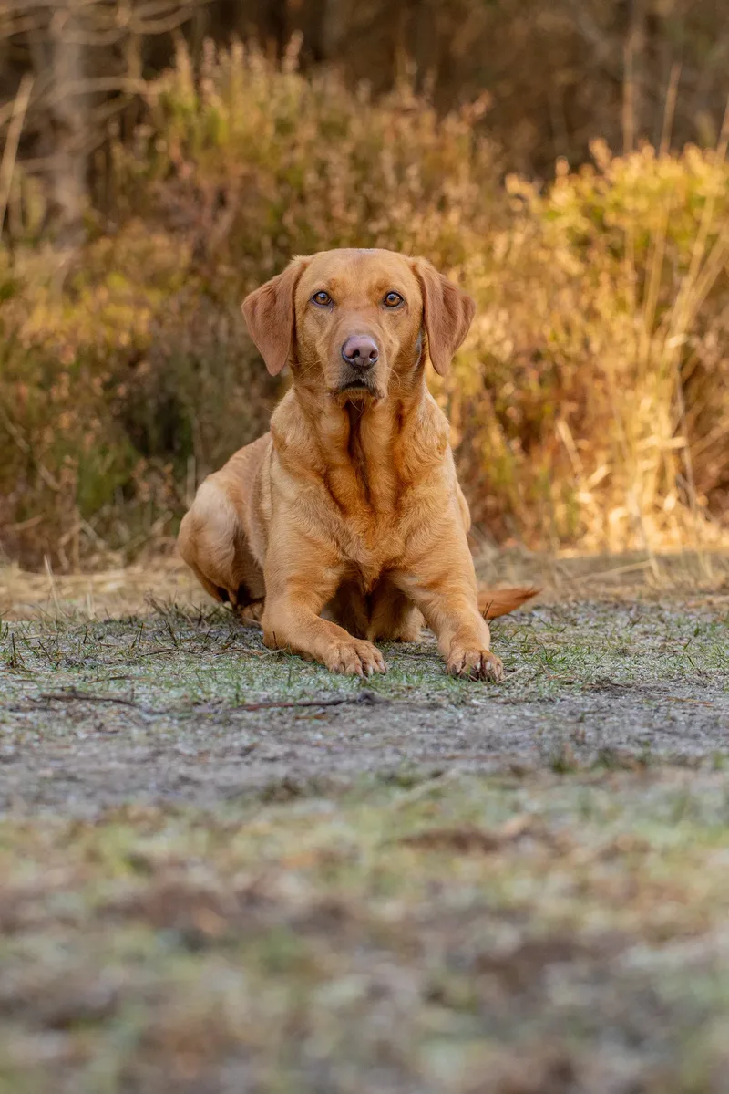 Hey Doggie (7 of 23)