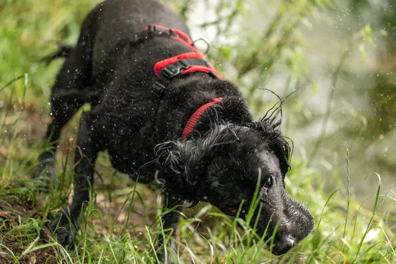 Ralph & Monty (16 of 24)