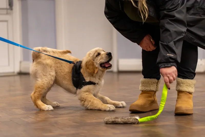 Kirsty’s Paws (38 of 44)