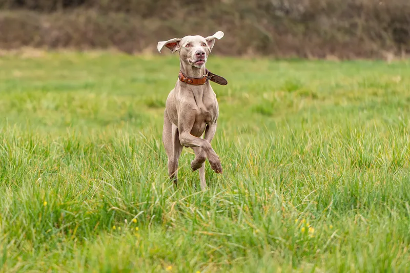 Wimborne Walkies (21 of 24)