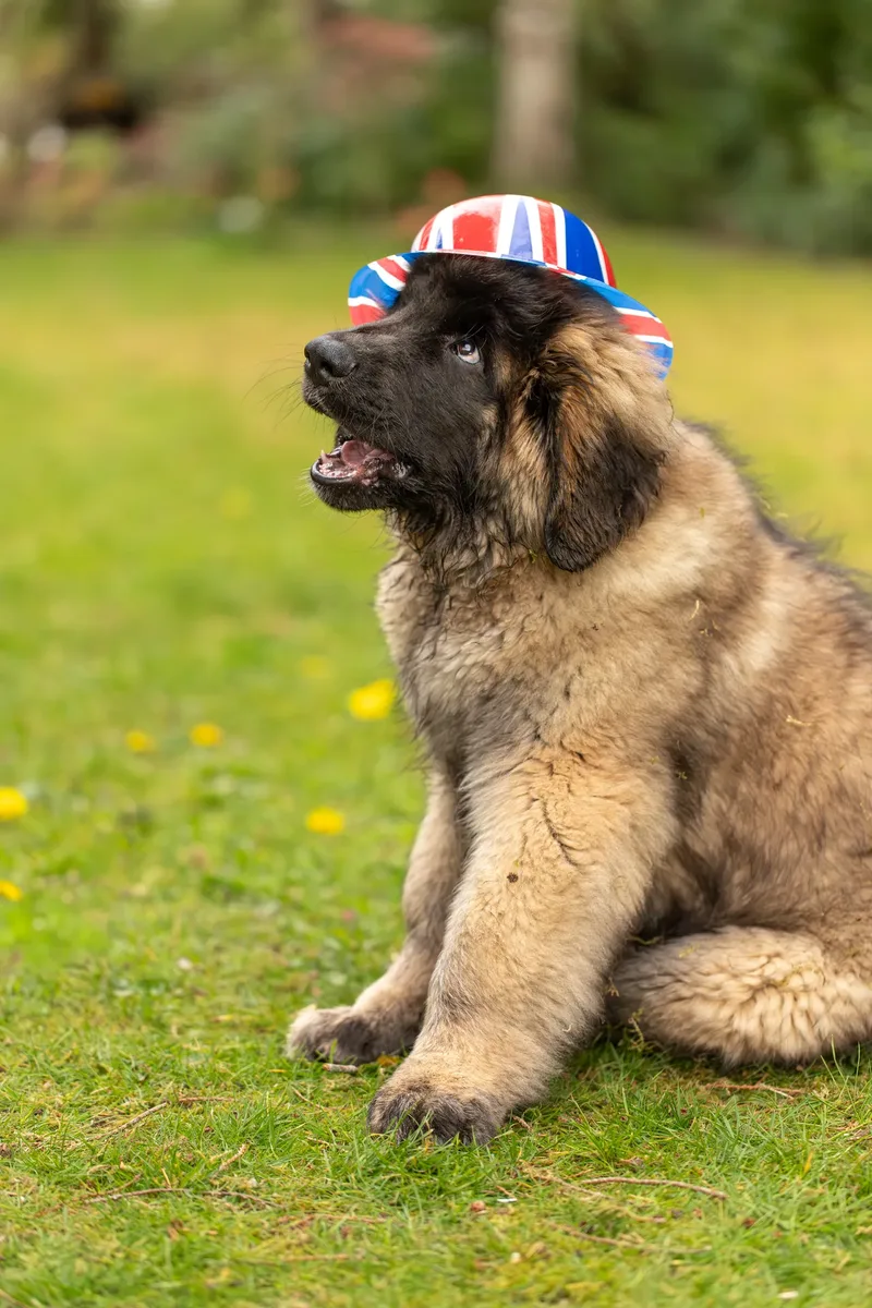 Alfie the Leonberger Puppy (38 of 41)