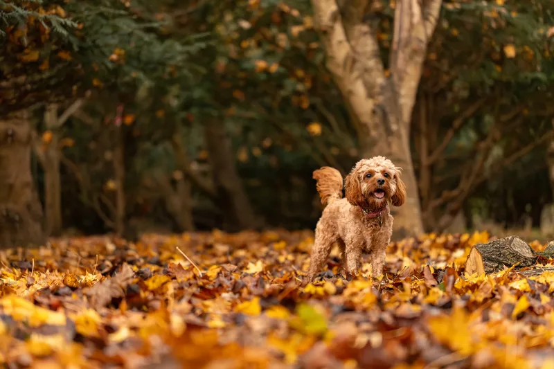 Bagel in autumn (1 of 24)