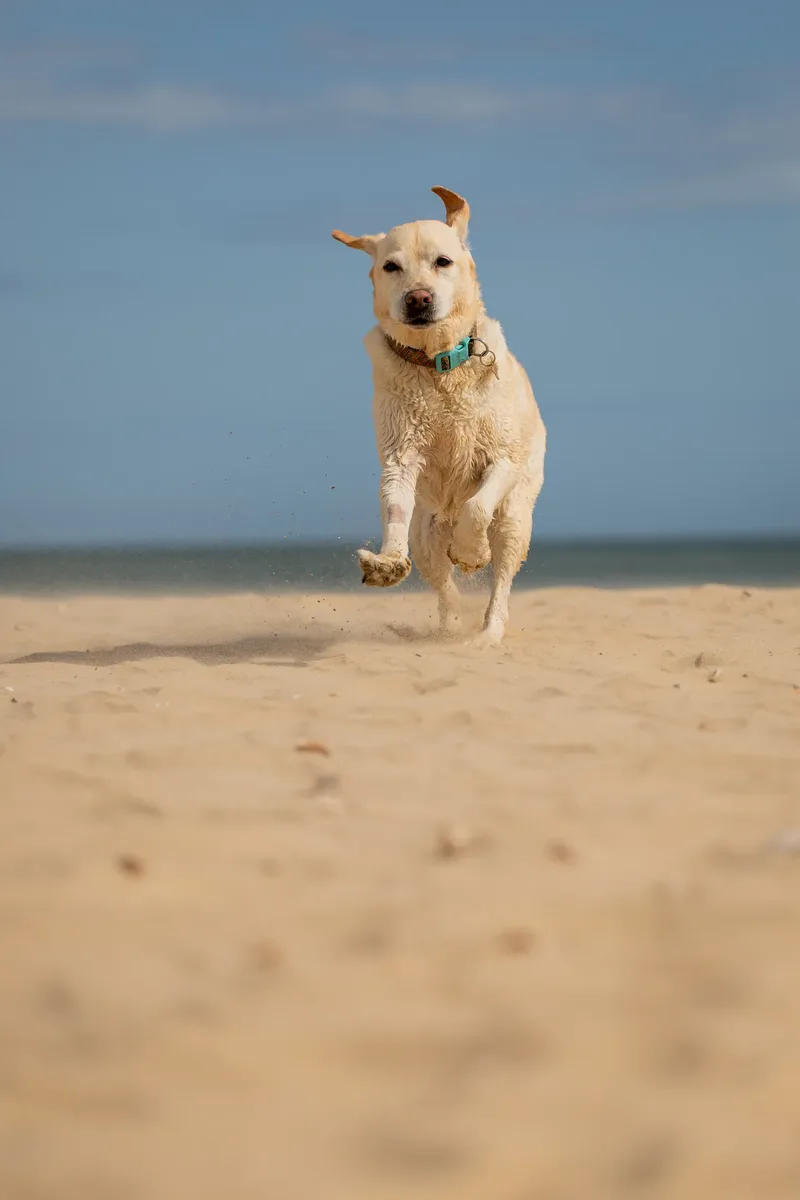 Mollie & Lola (12 of 32)