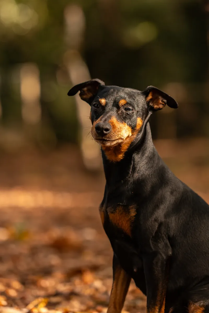 The Three Min Pins (17 of 24)