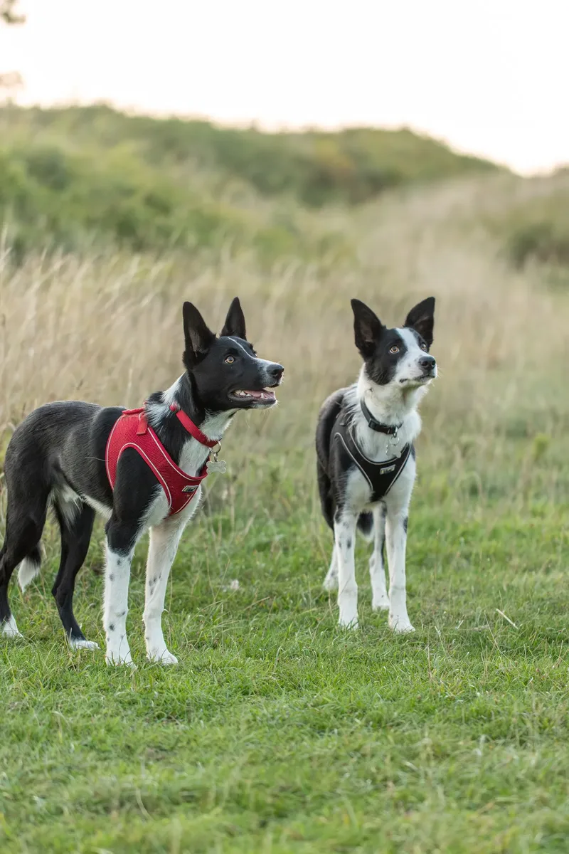 The Wild Bear Club – Badbury Rings (11 of 24)