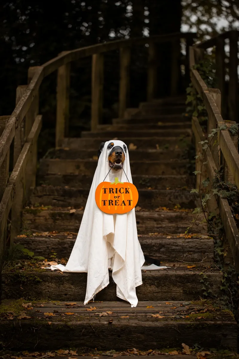 Karma the Rottie’s Halloween Shoot in Corfe Mullen (16 of 24)