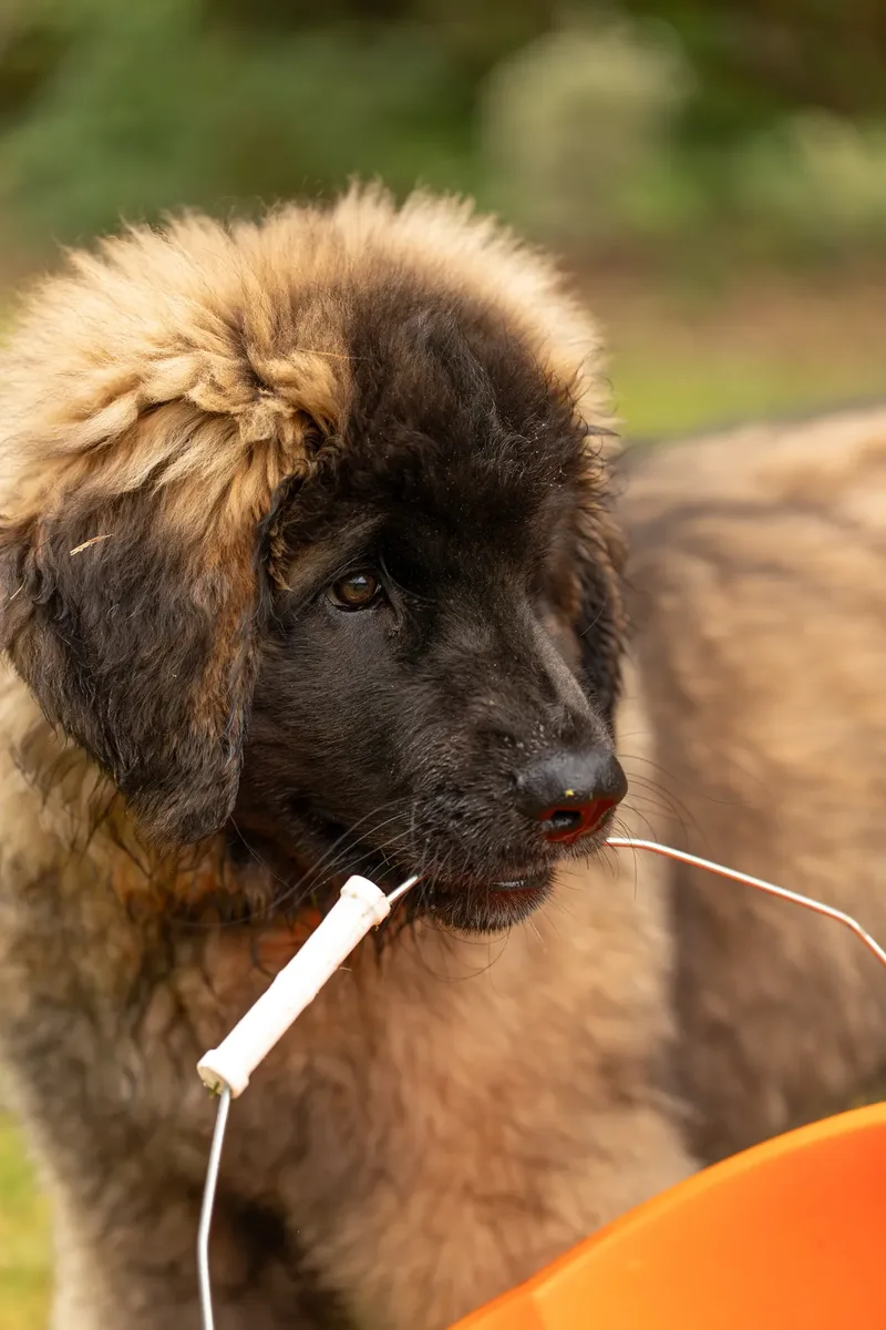 Alfie the Leonberger Puppy (37 of 41)