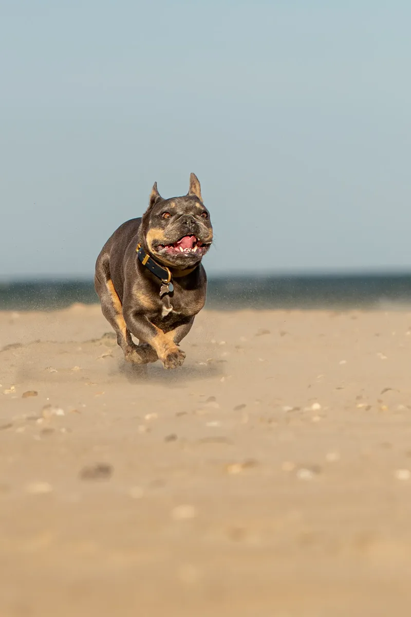 Blue the Frenchie (8 of 32)