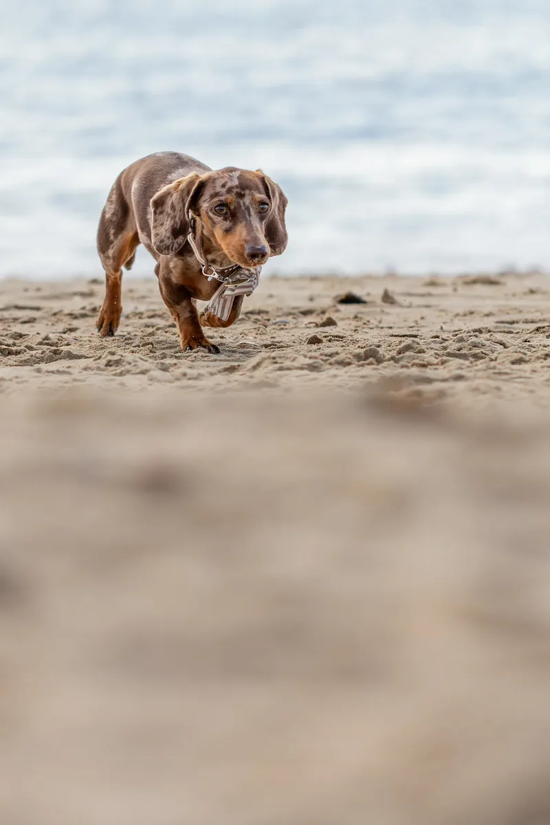 Margot at the beach (16 of 45)