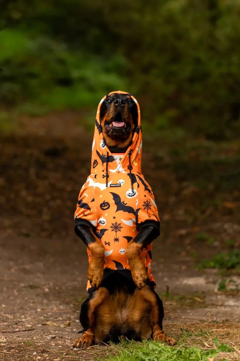 Karma the Rottie’s Halloween Shoot in Corfe Mullen (20 of 24)