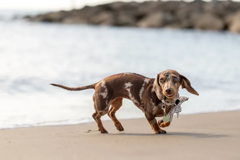 Margot at the beach (31 of 45)