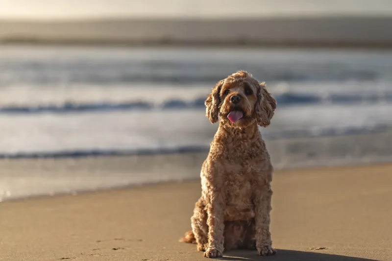 Red the Cavapoo (5 of 42)