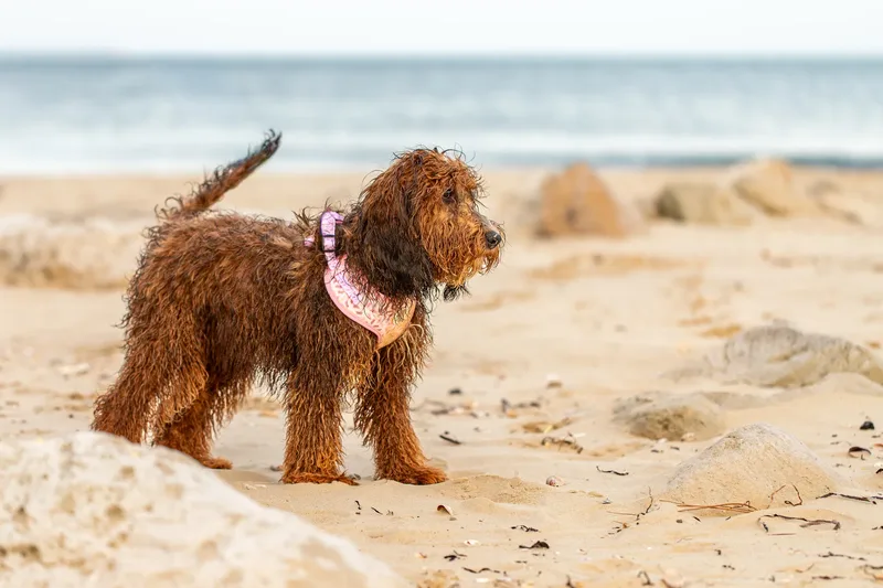 Luna & Oakley at Sandbanks (2 of 24)