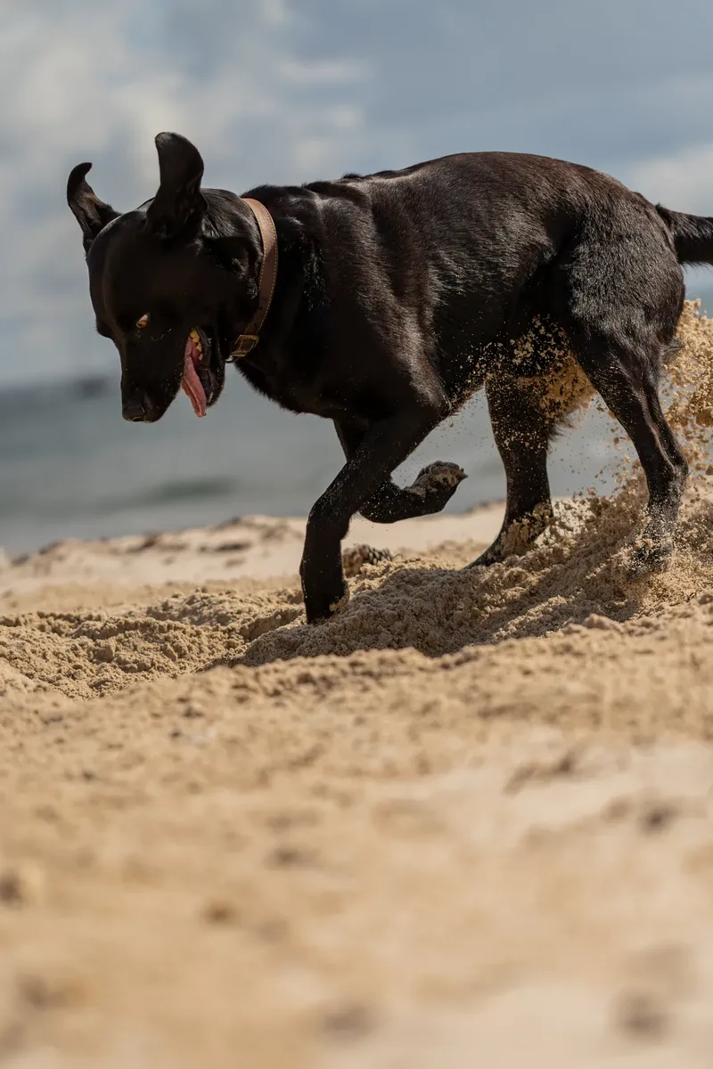 Stan the black lab (6 of 38)