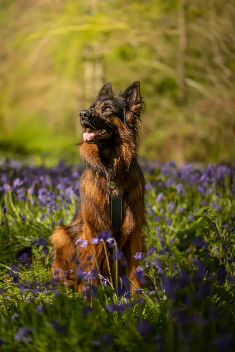 Tora the german shepherd (2 of 28)