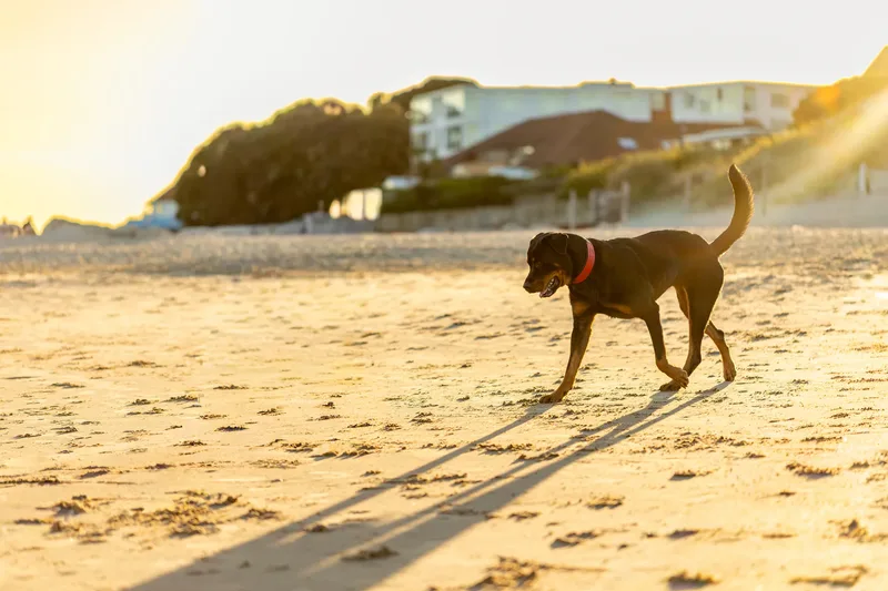 Karma the Rottie (23 of 24)
