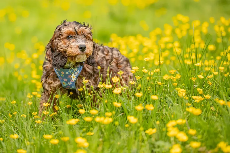 Luna the Cockapoo