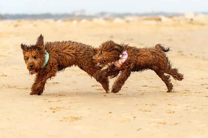 Luna & Oakley at Sandbanks (18 of 24)