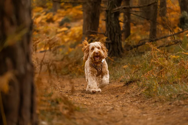 An Autumn Afternoon with Toby at Canford Heath (12 of 24)