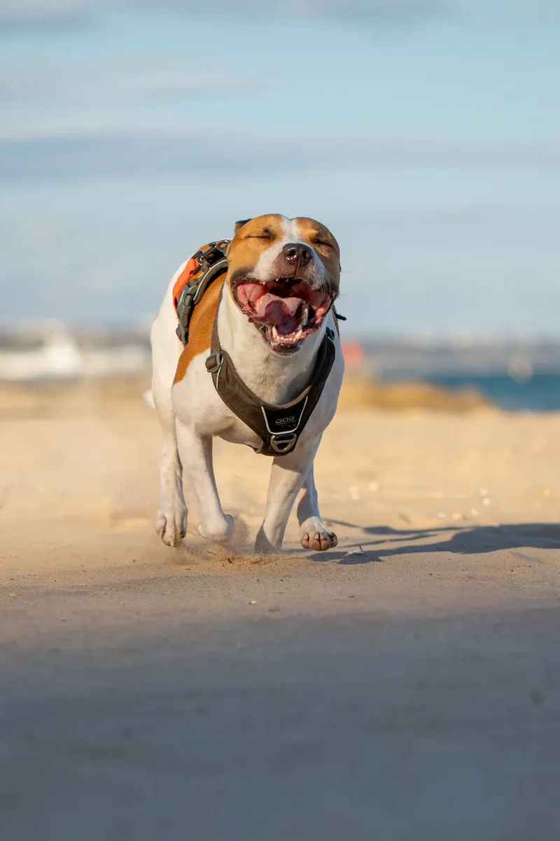 Dickie the Staffy (37 of 43)