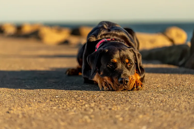 Karma the Rottie (13 of 24)