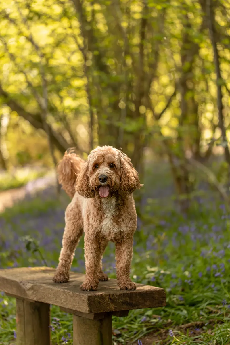 Teddy the cockapoo in the bluebells (13 of 21)