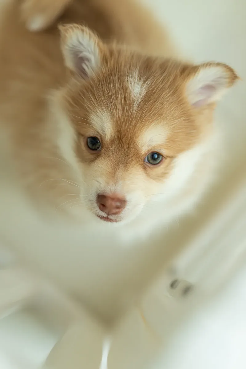 South Coast Pomsky’s (29 of 29)