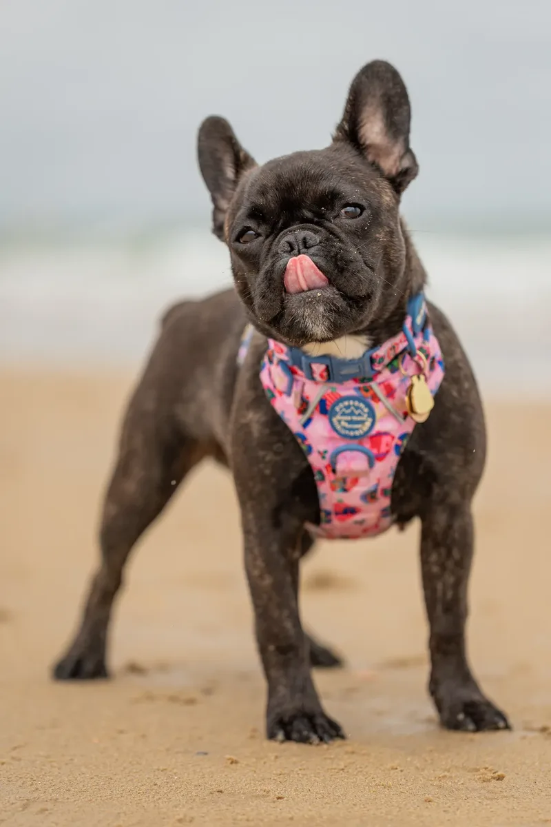 Spring Beach Mini Sessions (65 of 105)