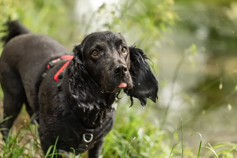 Ralph & Monty (18 of 24)