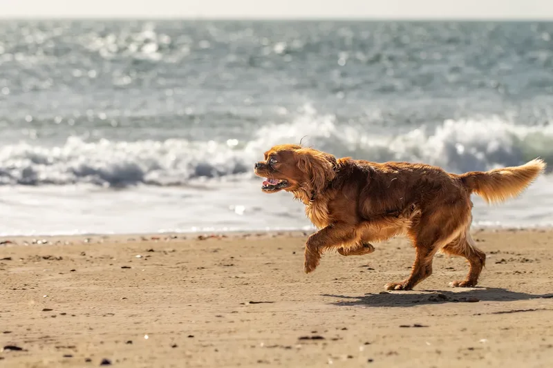 Rusty The Cavalier (15 of 24)