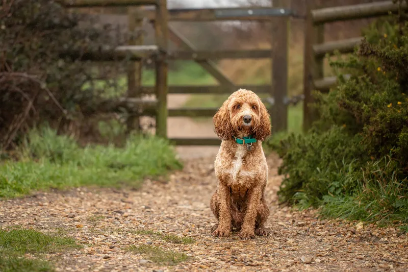 Teddy the Cockapoo (18 of 39)