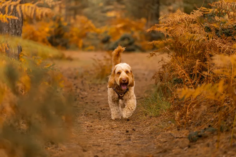 An Autumn Afternoon with Toby at Canford Heath (9 of 24)