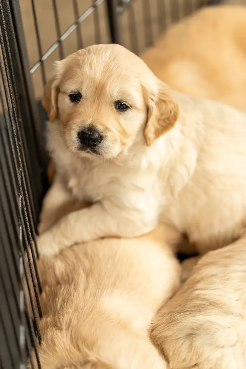 Golden Retriever Puppies (38 of 60)