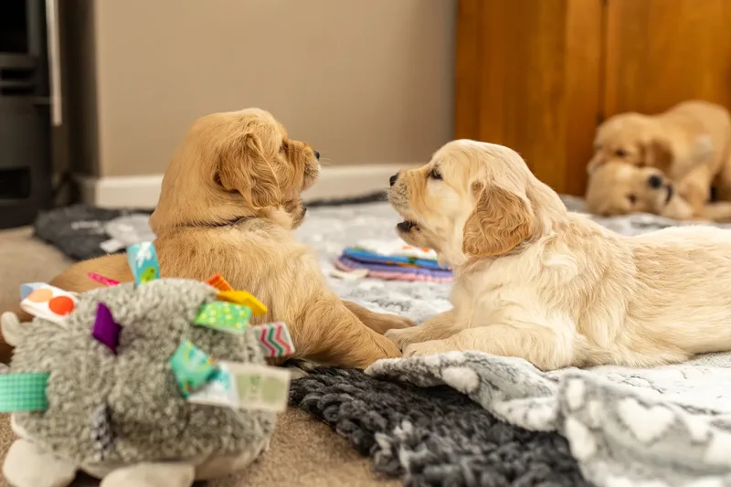 Golden Retriever Puppies (57 of 60)