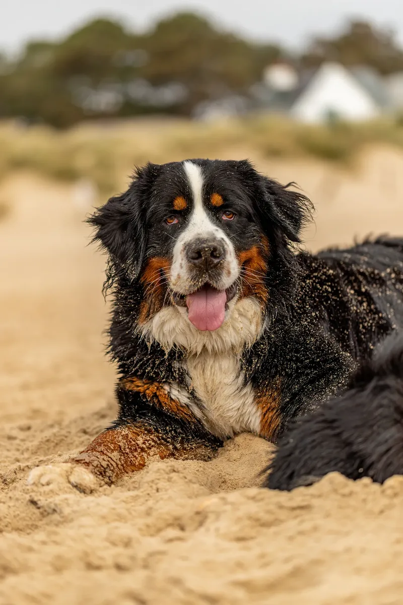Berry the Bernese Mountain Dog (24 of 30)