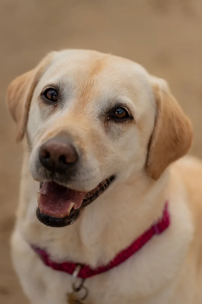 Mollie & Lola (22 of 32)