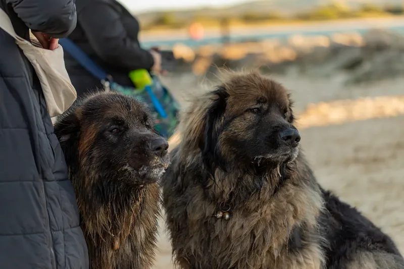 Leonberger Meet Up (27 of 47)