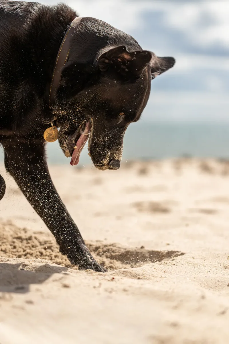 Stan the black lab (9 of 38)