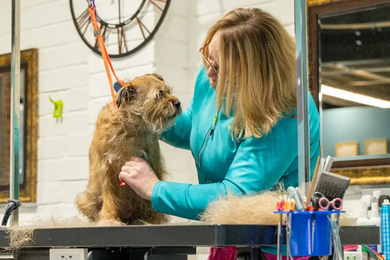Doggie Styles Dog Groomers