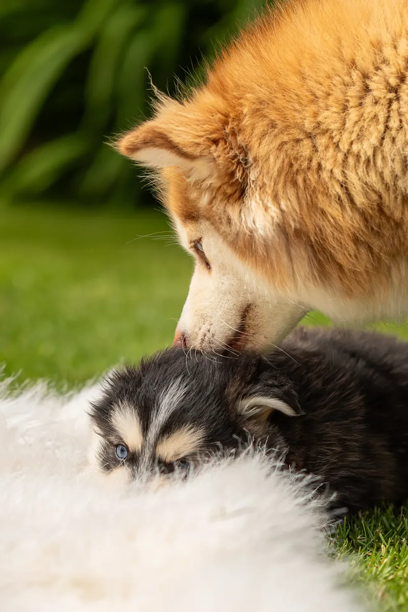 South Coast Pomsky’s (4 of 29)