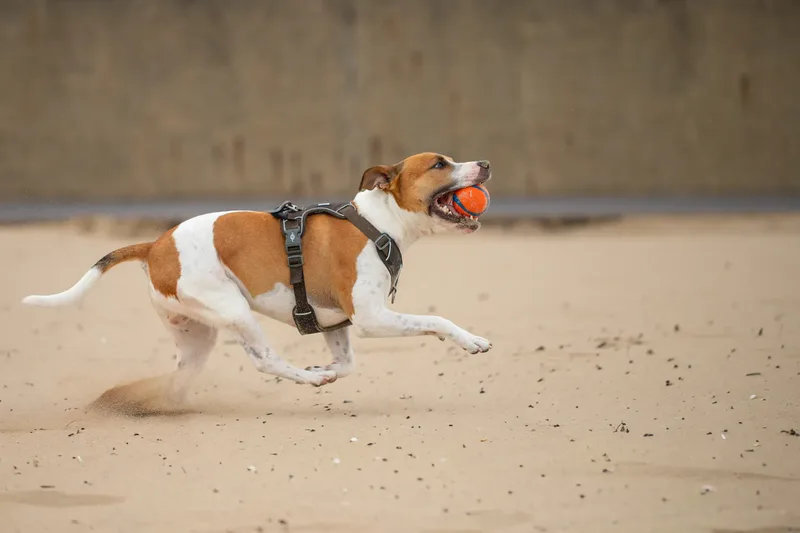 Dickie the Staffy (14 of 43)