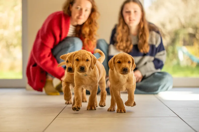 Labrador Puppies