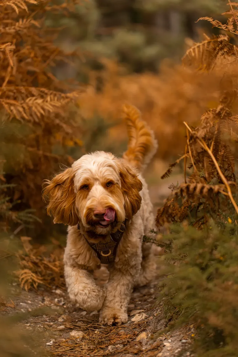 An Autumn Afternoon with Toby at Canford Heath (11 of 24)