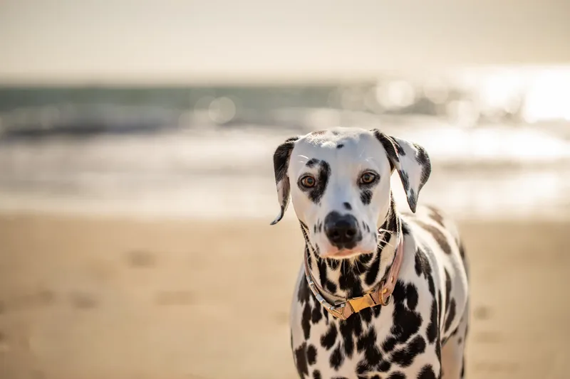 Perdy and Pongo (2 of 28)