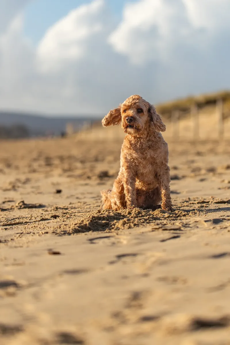 Red the Cavapoo (26 of 42)